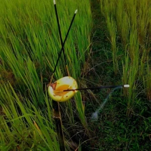 ritual in kati bihu